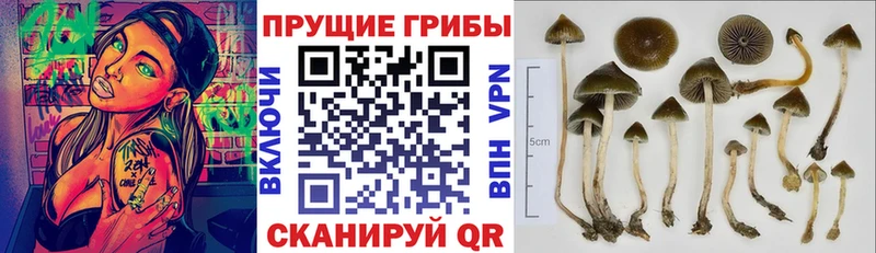Псилоцибиновые грибы Magic Shrooms  где купить   Шимановск 